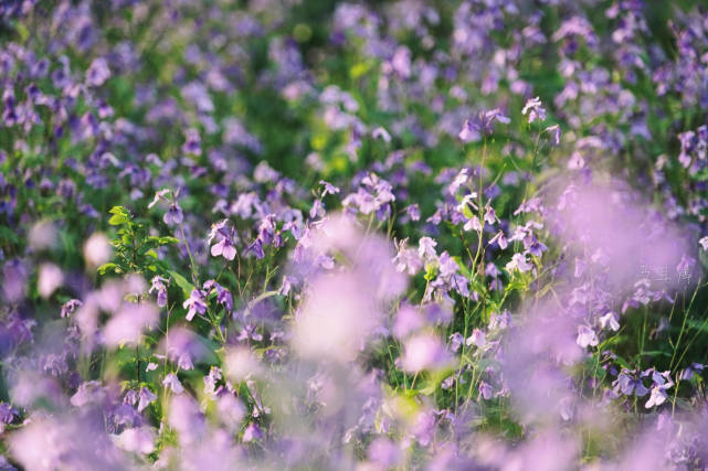 杭州适合赏春的3个景点,不收门票,遇见江南春色赏花赏人文两不误休闲区蓝鸢梦想 - Www.slyday.coM