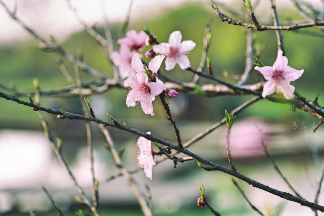 杭州适合赏春的3个景点,不收门票,遇见江南春色赏花赏人文两不误休闲区蓝鸢梦想 - Www.slyday.coM