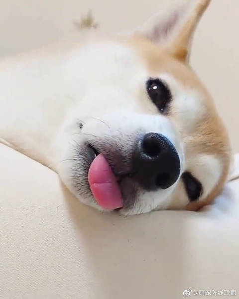 你睡到忘记把舌头伸回去啦萌宠年度回新星v计划出道吧新星67