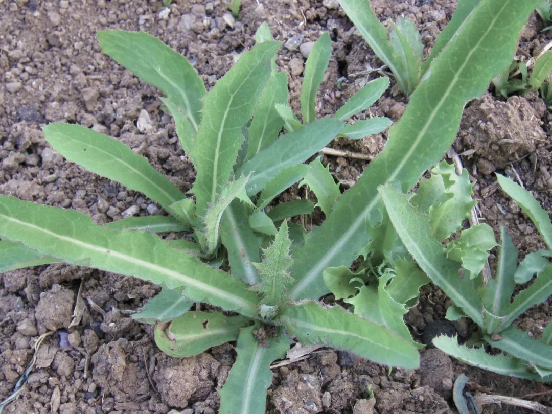 春天曲麦菜其实是个宝用它来泡水喝或能解决3个问题