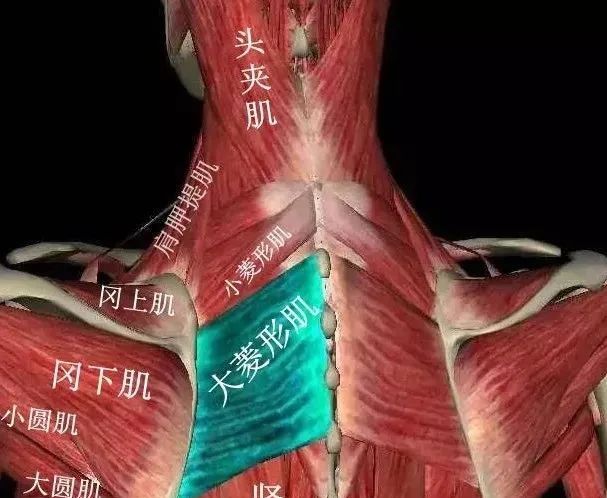最新数据揭秘没口没大是什么意思？它背后有哪些深层含义和应用场景