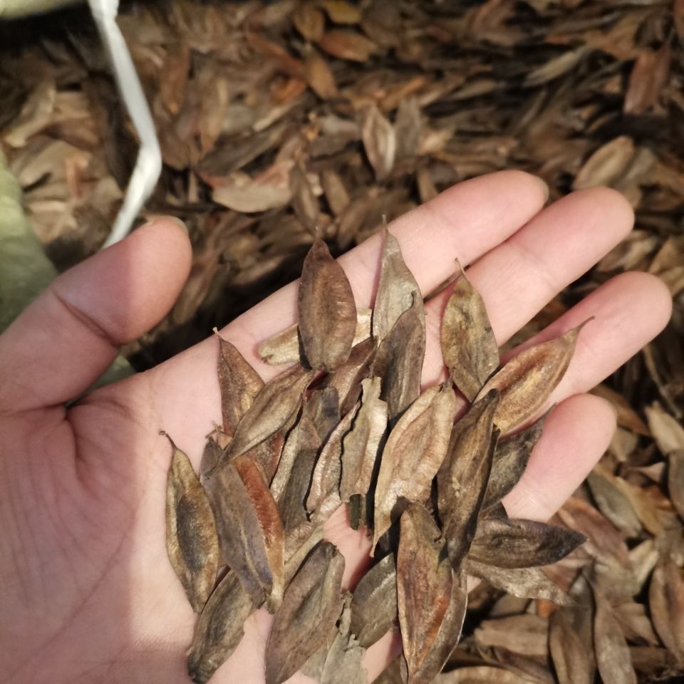 杜仲雄花结出的种子,就是杜仲的果实,就是用来繁殖的.