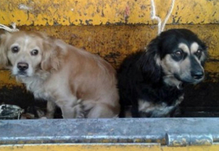 两只狗狗被扔进垃圾车,无辜眼神让人心疼,狠心主人被骂惨!休闲区蓝鸢梦想 - Www.slyday.coM 两只狗狗被扔进垃圾车,无辜眼神让人心疼,狠心主人被骂惨!休闲区蓝鸢梦想 - Www.slyday.coM