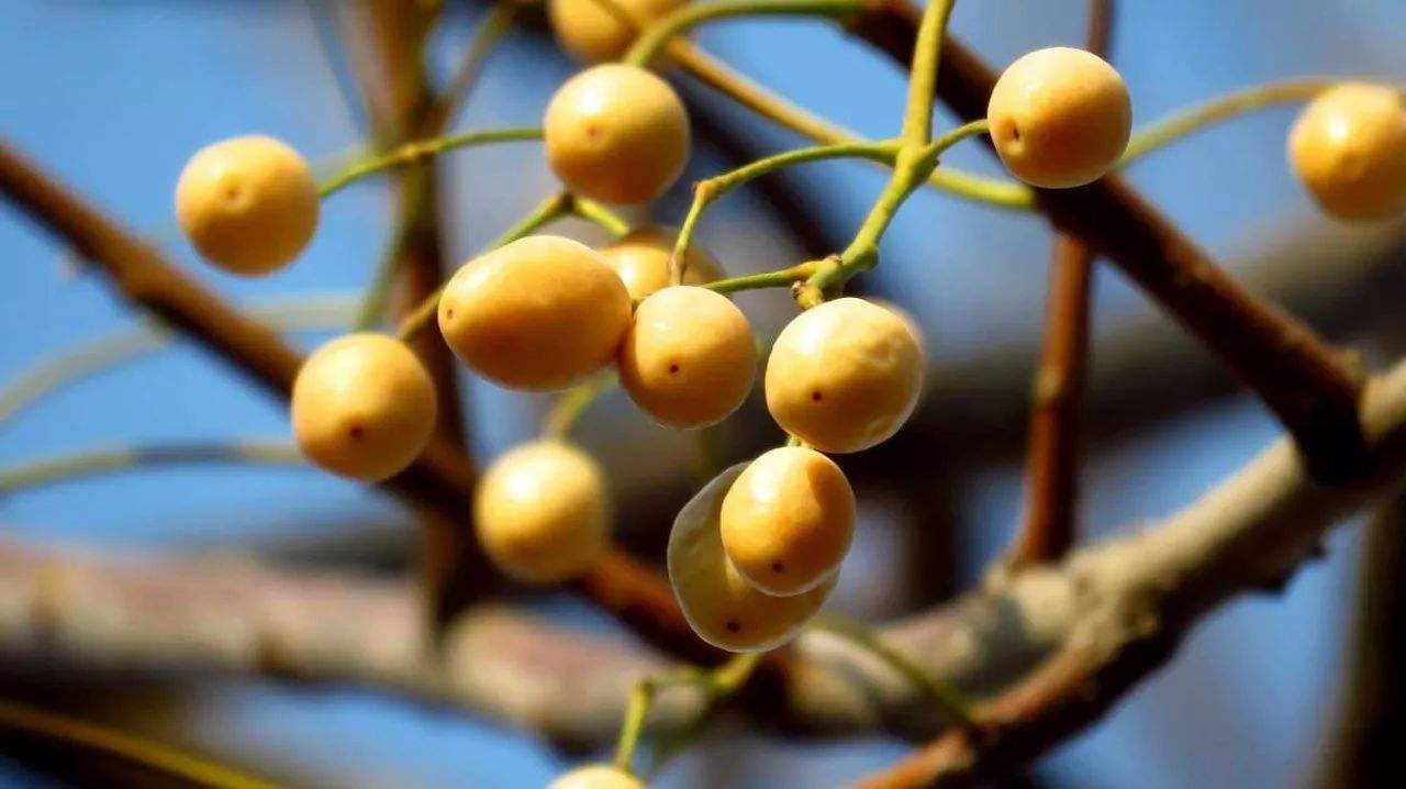 苦楝子就是苦楝树干燥成熟的果实,它的果实在立冬后成熟,成熟的苦楝果