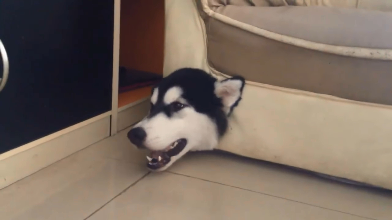 主人回家后找不到狗狗,最后发现它卡在了这个荒谬的地方!休闲区蓝鸢梦想 - Www.slyday.coM 主人回家后找不到狗狗,最后发现它卡在了这个荒谬的地方!休闲区蓝鸢梦想 - Www.slyday.coM