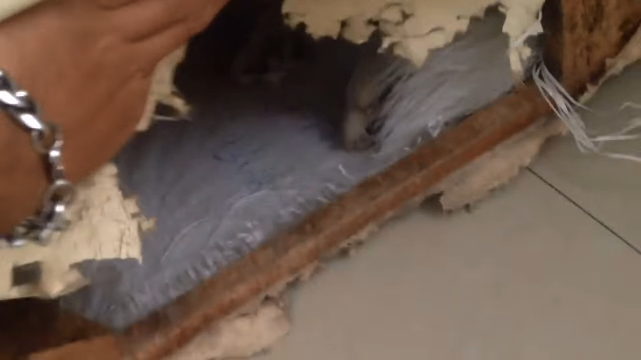 主人回家后找不到狗狗,最后发现它卡在了这个荒谬的地方!休闲区蓝鸢梦想 - Www.slyday.coM 主人回家后找不到狗狗,最后发现它卡在了这个荒谬的地方!休闲区蓝鸢梦想 - Www.slyday.coM