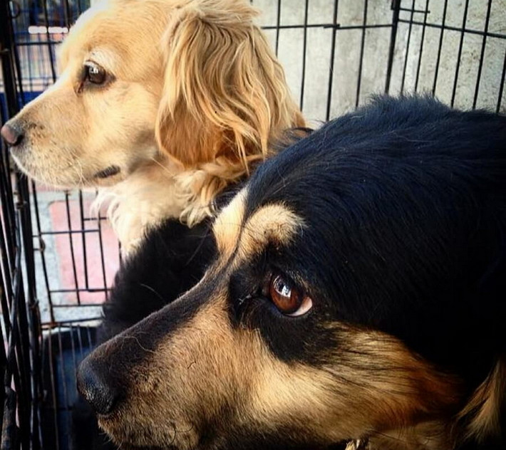 两只狗狗被扔进垃圾车,无辜眼神让人心疼,狠心主人被骂惨!休闲区蓝鸢梦想 - Www.slyday.coM 两只狗狗被扔进垃圾车,无辜眼神让人心疼,狠心主人被骂惨!休闲区蓝鸢梦想 - Www.slyday.coM