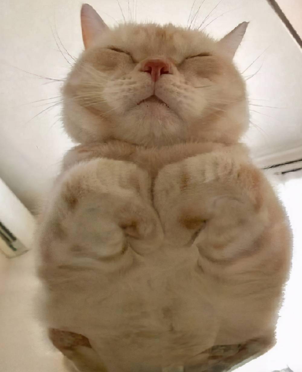 猫咪爱揣手手的秘密原来还有这么多种意思