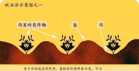 地理视角看垄沟种植