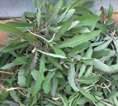 春天曲麦菜其实是个宝用它来泡水喝或能解决3个问题