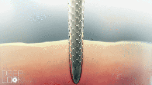 为什么刺入皮肤的豪猪刺难以拔出来?