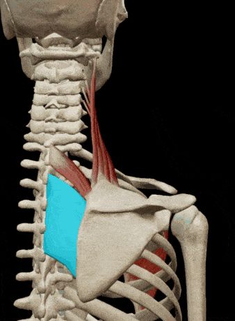 背部训练不可忽视的深层肌肉菱形肌