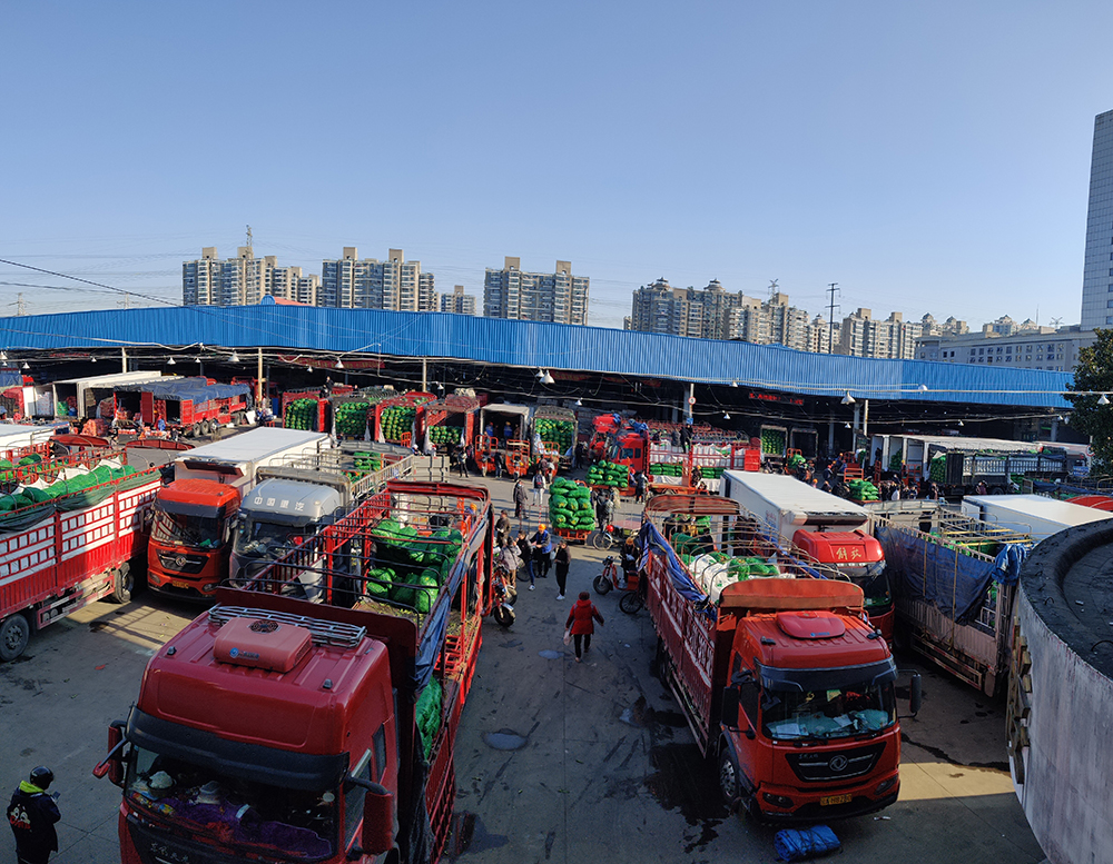 3月9日,一车车的蚕豆在江桥蔬菜批发市场主干道一字排开.