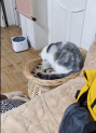 消之宝
