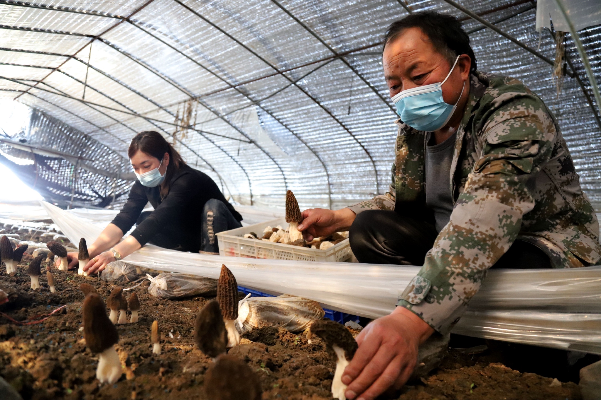 高淳桠溪百亩羊肚菌迎丰收烘干加工促致富