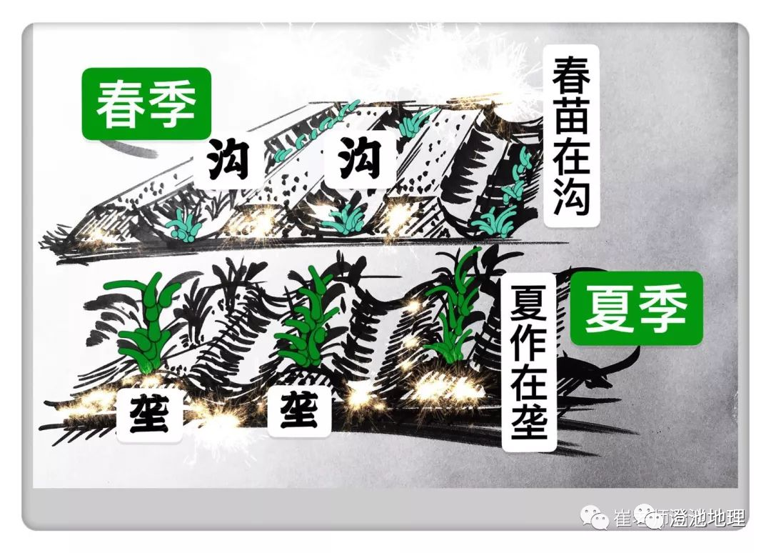 地理视角看垄沟种植|葡萄_新浪新闻