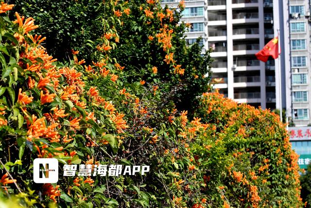 炮仗花街头盛开 福州人或在转角遇见春日美好 福州市 新浪新闻