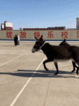 消之宝