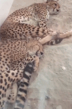 消之宝