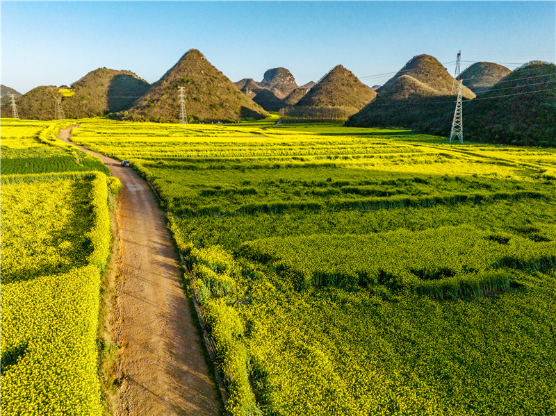 云南罗平油菜花怒放一片金灿灿