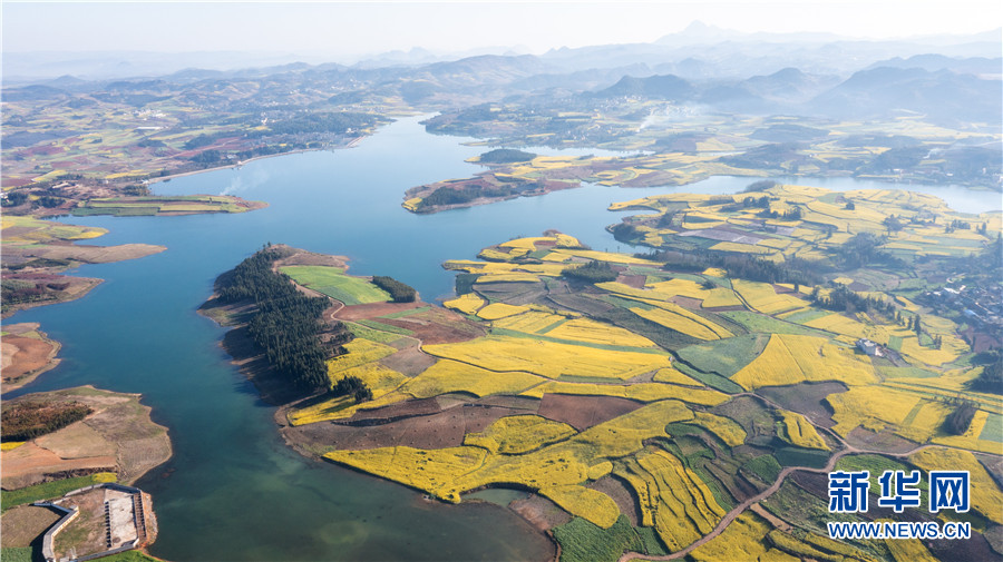 时值仲春,云南省曲靖市师宗县大同街道溜子田水库周边田地里的油菜