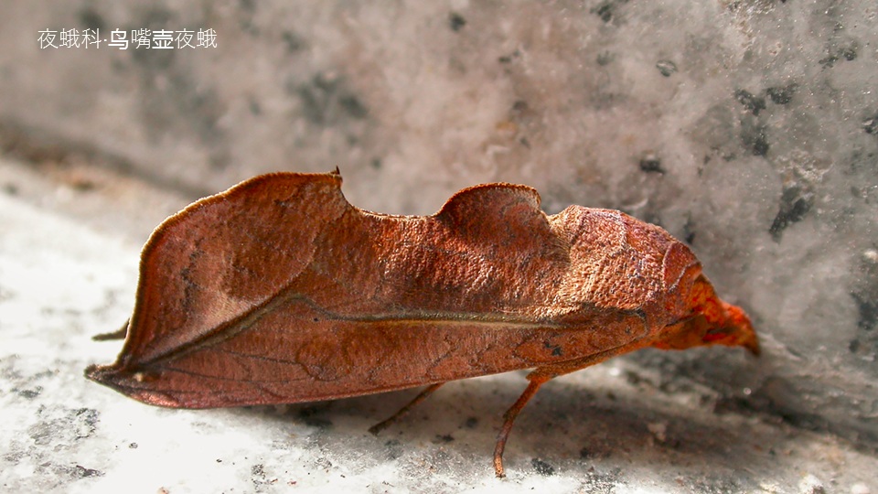 各种各样拟态的蛾子.&nbsp; &nbsp; &nbsp;杨小峰 图