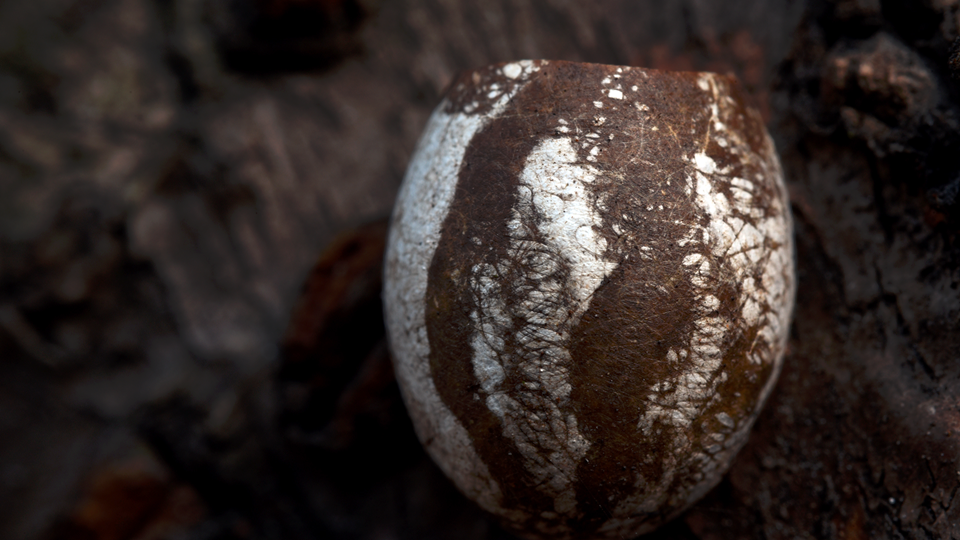 &nbsp;照片上的黄刺蛾茧经过加工后,变成了宇宙中的一颗行星.