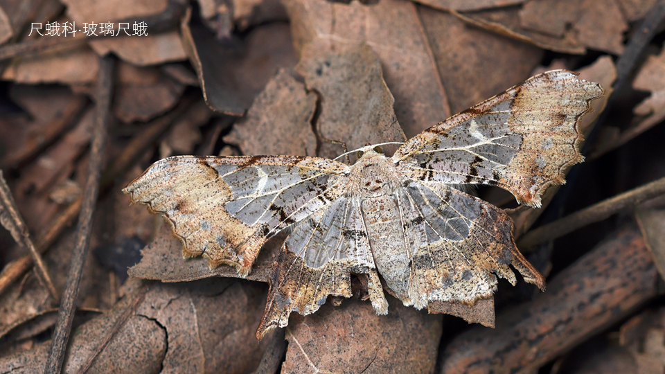 各种各样拟态的蛾子.&nbsp; &nbsp; &nbsp;杨小峰 图