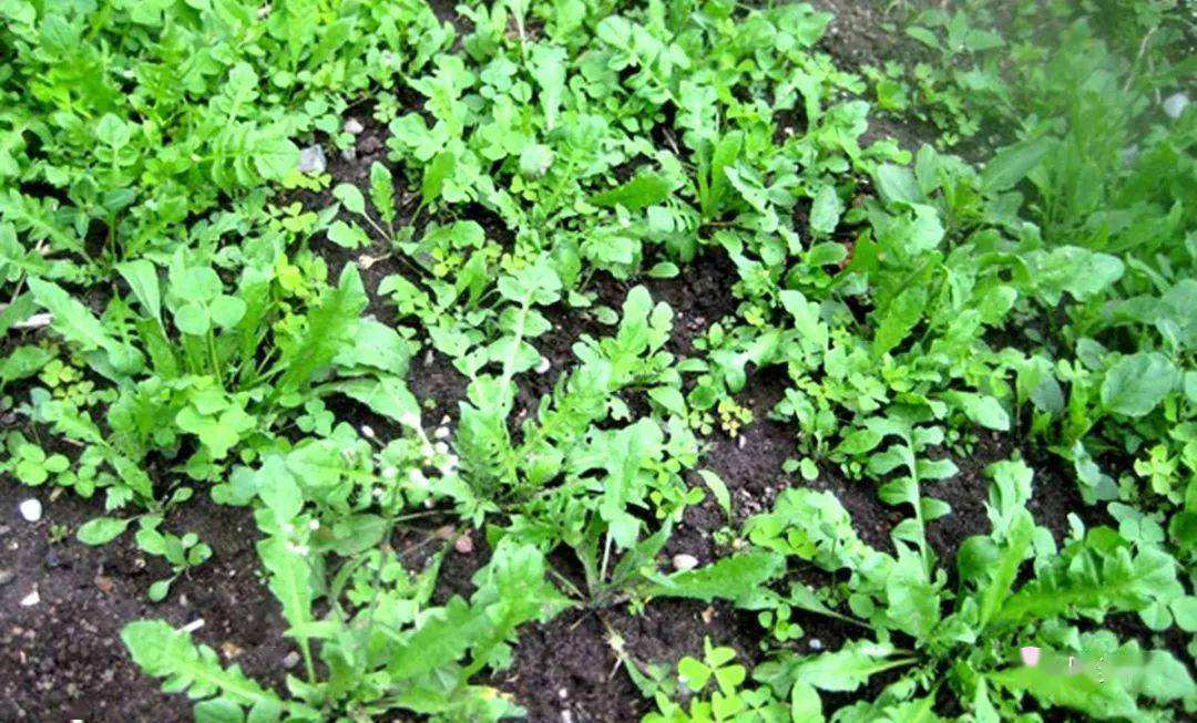 农村常吃的荠菜看似普通,但价值却非常高,还能药用,能明目止血__财经