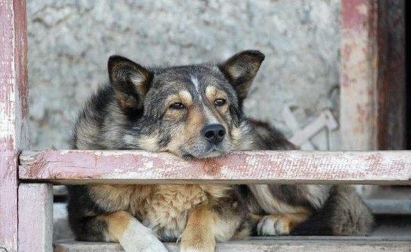 农村老话常说,"老狗十年成精",什么意思?__财经头条