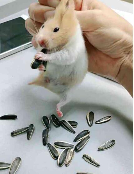 主人叫仓鼠吐瓜子一吐28粒乖宝宝要被气哭了