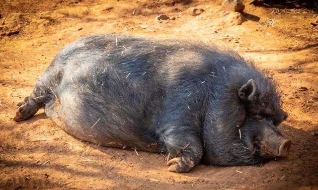 猪趴在冰冷的地面上真的不怕冷吗为什么
