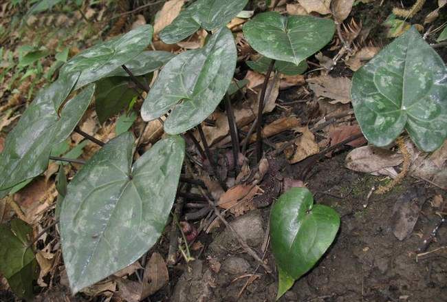 俗称"细参",民间天然的防蚊虫植物,若在山上遇见