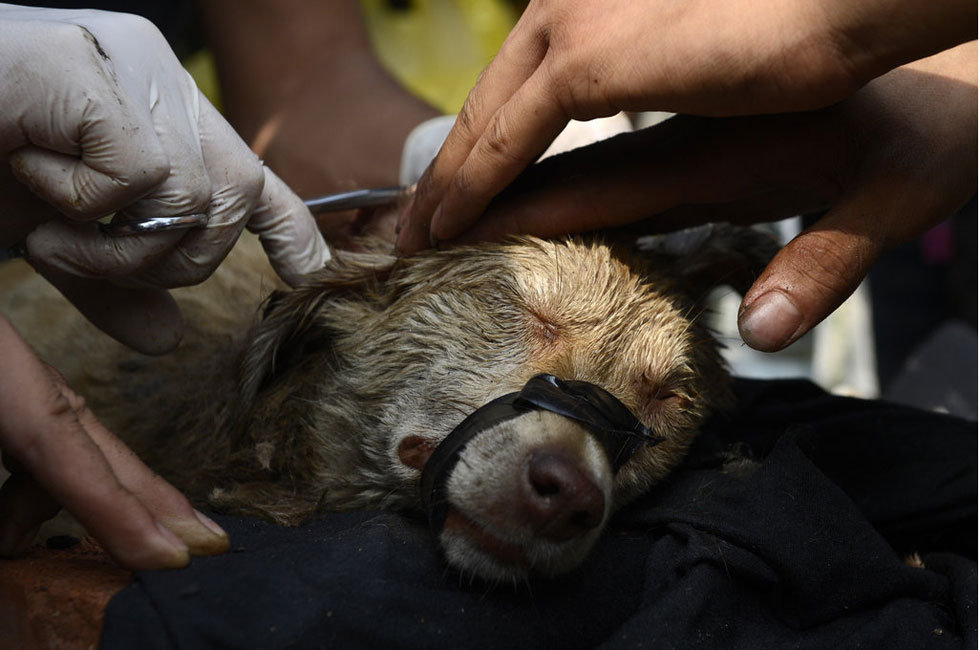 直击流浪狗遭受虐待被救援的过程耗费3小时多才割开2斤铁圈