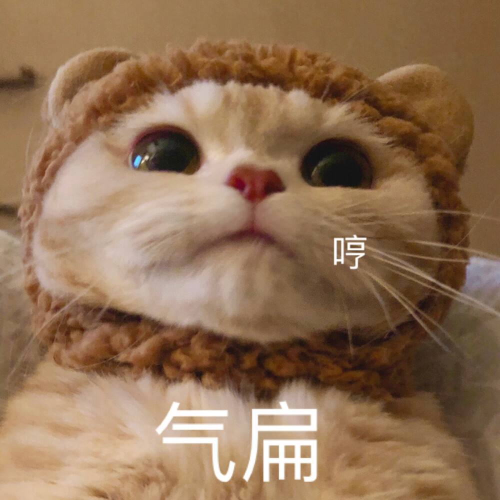 猫咪最讨厌这几件事