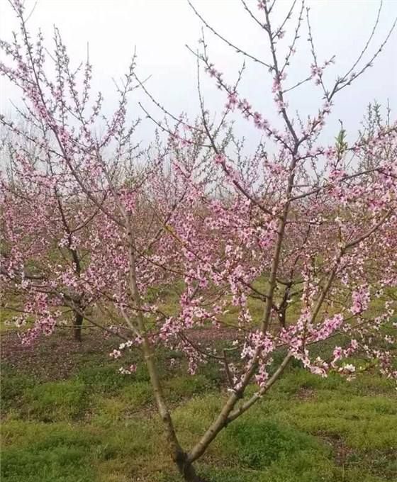 桃树四季的变化图片