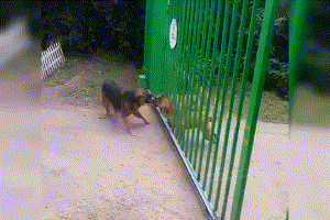 300_200gif 动态图 动图