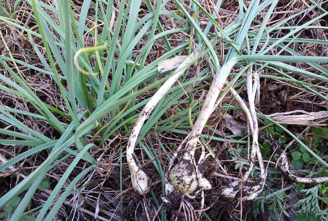 阳春三月湖南农村能吃的10种野菜想吃得趁早了错过又等一年
