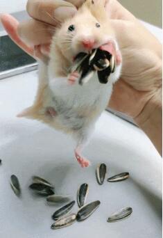 主人叫仓鼠吐瓜子一吐28粒乖宝宝要被气哭了