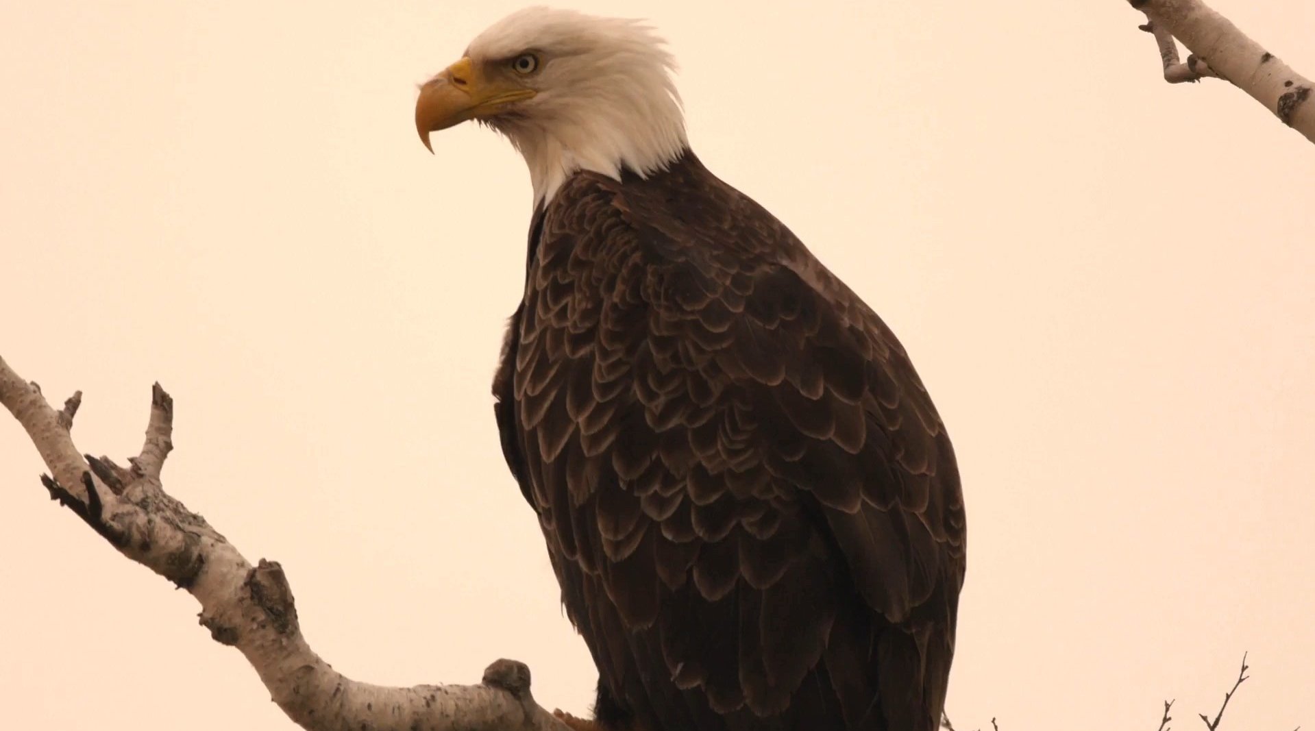 白头海雕安家 the bold eagles settling down