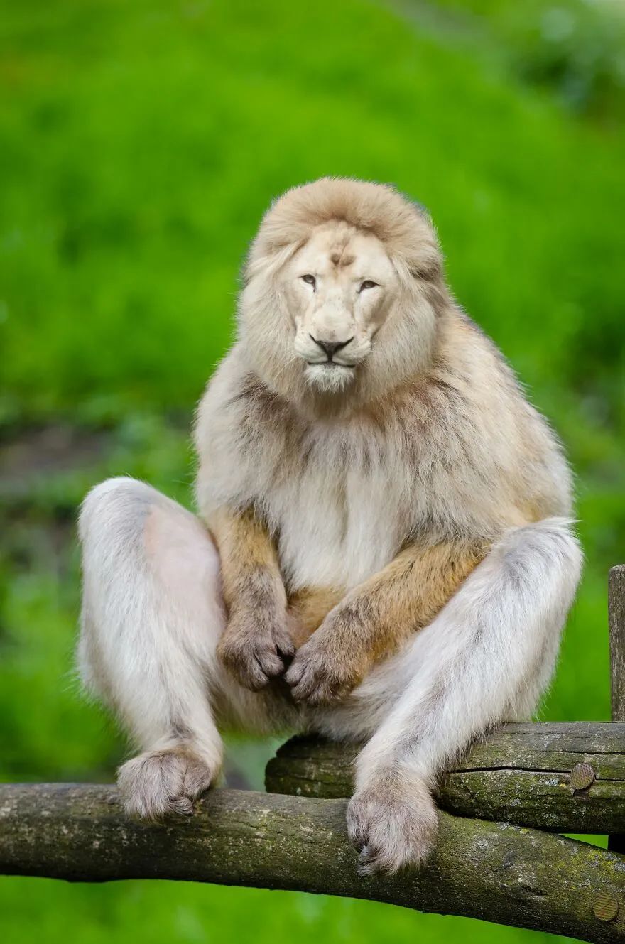 什么神奇脑洞艺术家把两种动物组合新物种让人笑出眼泪