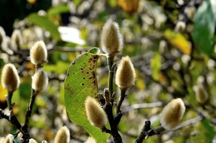 恒利康股份将继续扩大对辛夷产业的基础投资,准备在南召辛夷核心产地