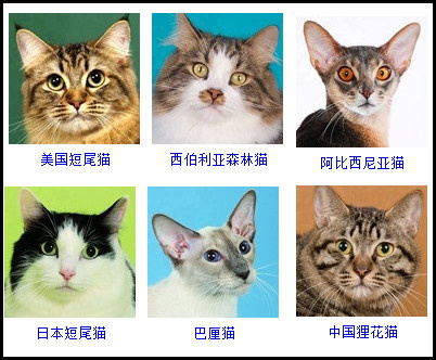 比较全的猫咪品种图例，你最喜欢哪一只？|猫_新浪新闻