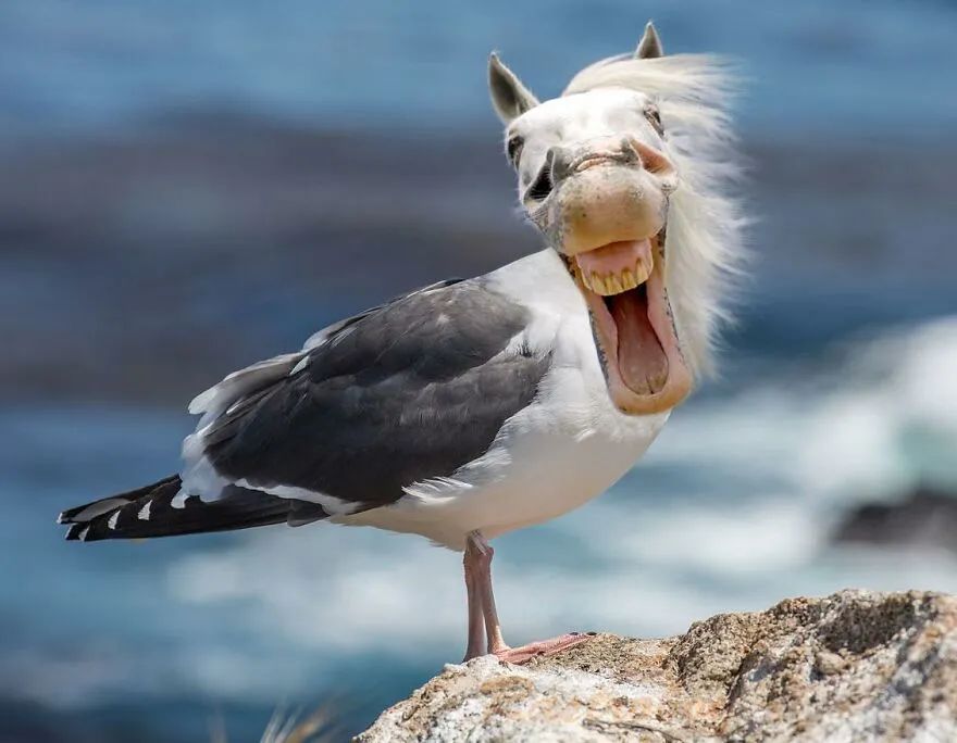 什么神奇脑洞艺术家把两种动物组合新物种让人笑出眼泪