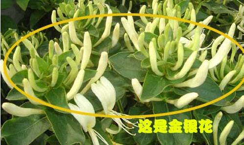 山银花和金银花的区别|叶子和干花|金银花|干花|花针_新浪新闻