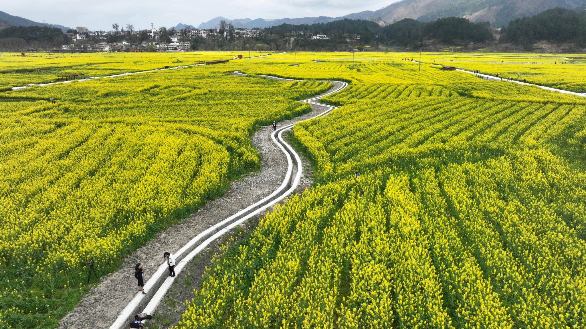 贵州油菜花风景图片