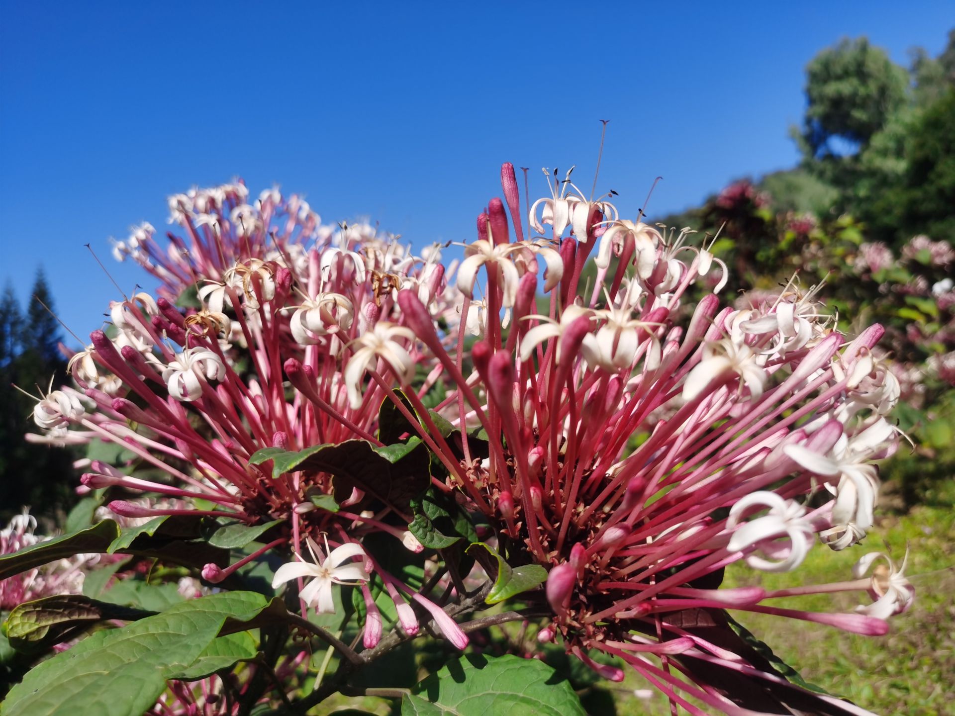深圳莲花山烟火树花开热情绽放