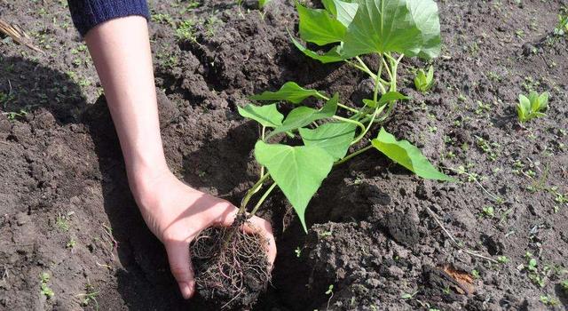 阳台也能种,春天种收获不停,营养价值高又省钱|盆栽|阳台|红薯_新浪