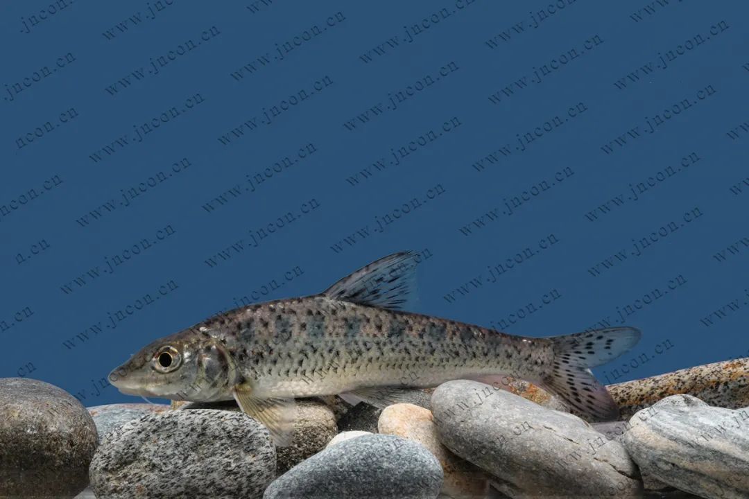 黑龙江鱼类三花五罗十八子名实图考最新修正版