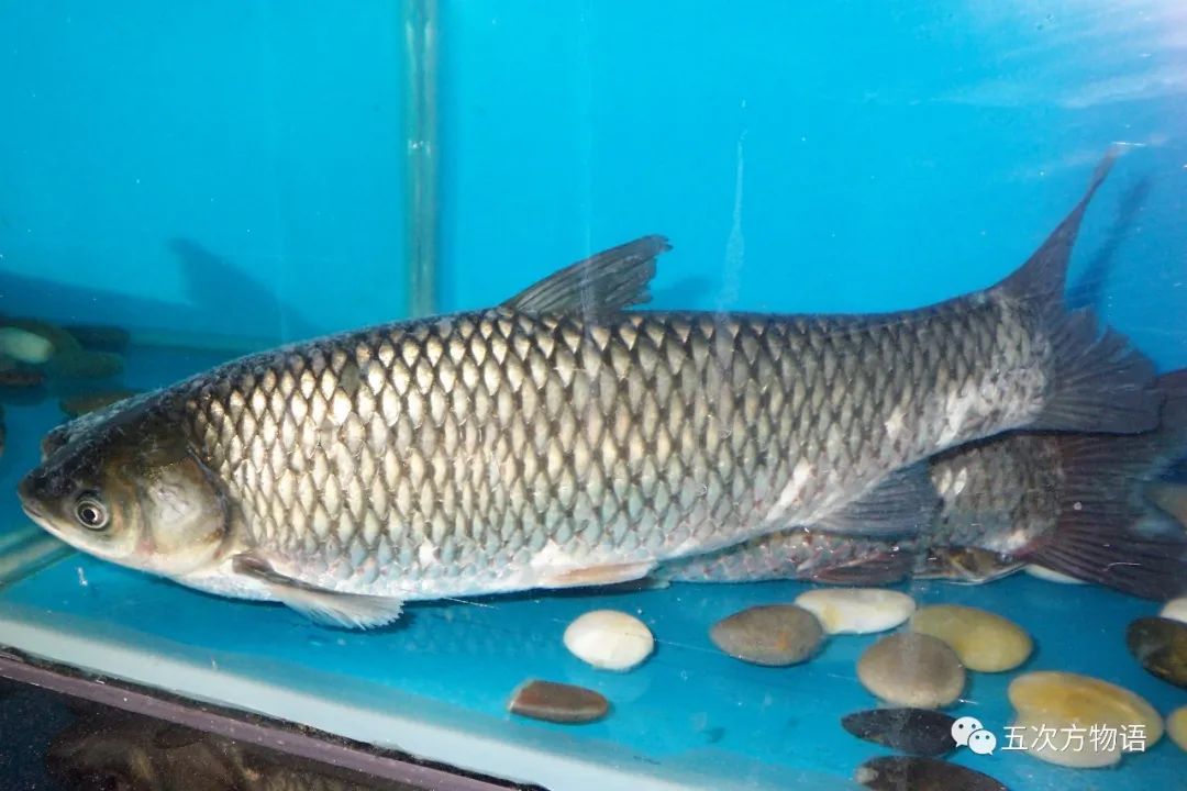 黑龙江鱼类三花五罗十八子名实图考最新修正版